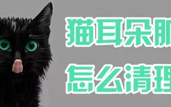 猫耳朵脏了怎么清理