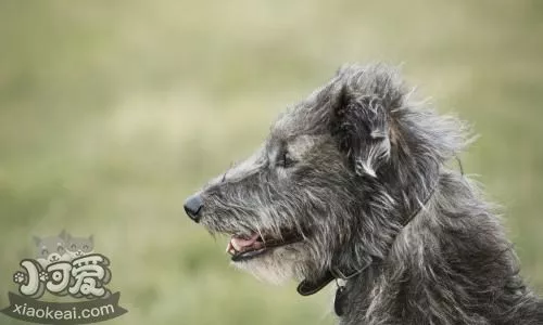 苏格兰猎鹿犬乱吃东西怎么办 训练苏格兰猎鹿犬不乱吃