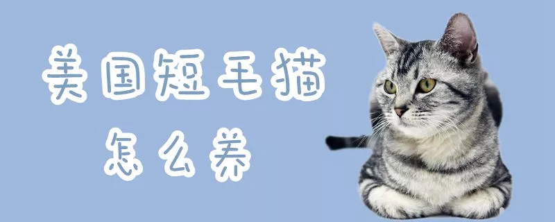 美国短毛猫怎么养