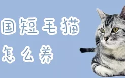 美国短毛猫怎么养