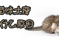 猫咪太瘦是什么原因