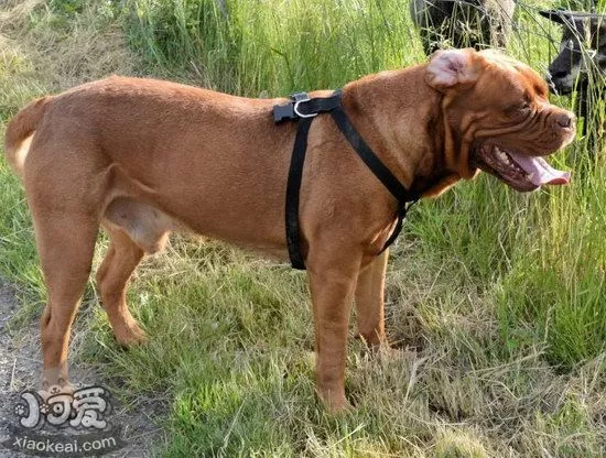 波尔多犬犬瘟热症状是什么 波尔多犬犬瘟热治疗预防方法1