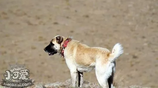 安纳托利亚牧羊犬怎么护理 安纳托利亚牧羊犬护理方法