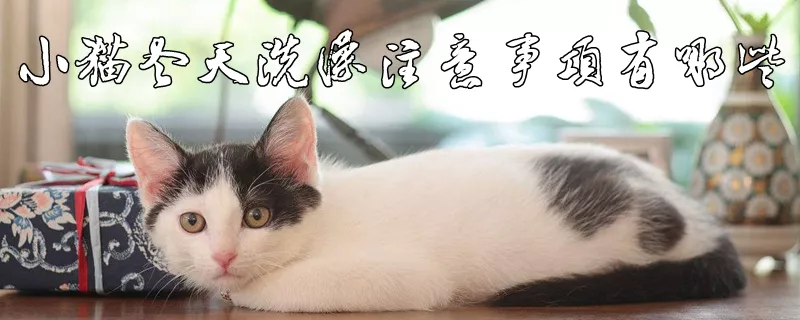 小猫冬天洗澡注意事项有哪些