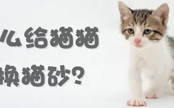 怎么给猫猫换猫砂