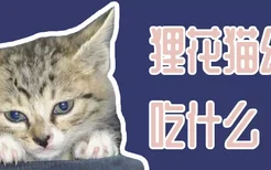 狸花猫幼猫吃什么