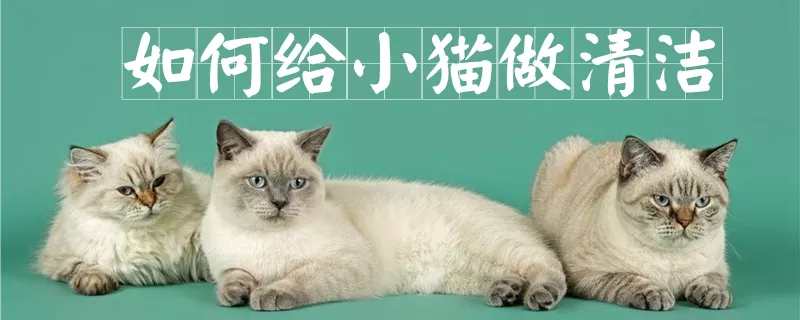 如何给小猫做清洁