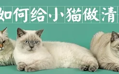 如何给小猫做清洁