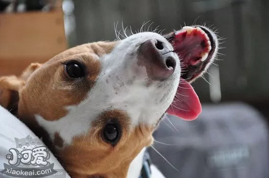 美国猎狐犬得了肠炎吃什么药 美国猎狐犬肠炎治疗方法