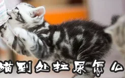 猫猫到处拉尿怎么办