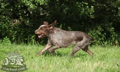 怎么训练史毕诺犬坐下 史毕诺犬坐下训练法