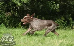 怎么训练史毕诺犬坐下 史毕诺犬坐下训练法