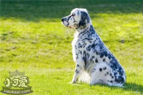 英格兰雪达犬如何洗澡 英国雪达犬洗澡教程