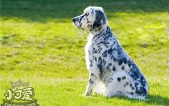 英格兰雪达犬如何洗澡 英国雪达犬洗澡教程