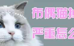 布偶猫掉毛严重怎么办