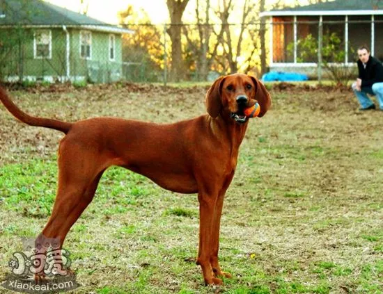 如何给红骨猎浣熊犬剪指甲 红骨猎浣熊犬剪指甲教程