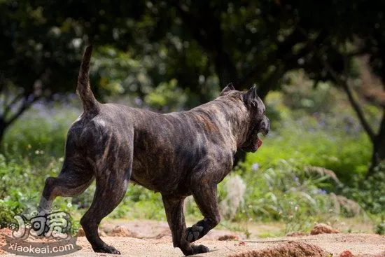 加纳利犬怎么自制狗粮 西班牙加纳利犬自制狗粮配方介绍1