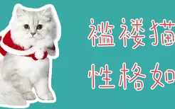 褴褛猫性格如何