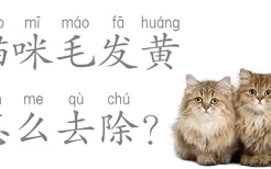 猫咪毛发黄怎么去除