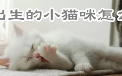 刚出生的小猫咪怎么喂