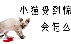 小猫受到惊吓会怎么样