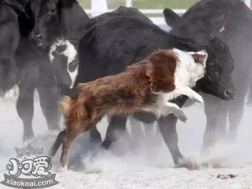 怎么训练澳大利亚牧牛犬用餐习惯