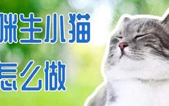 猫咪生小猫要怎么做