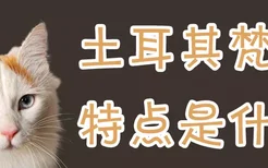 土耳其梵猫特点是什么