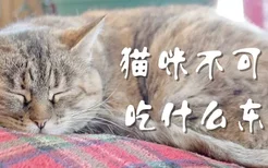 猫咪不可以吃什么东西