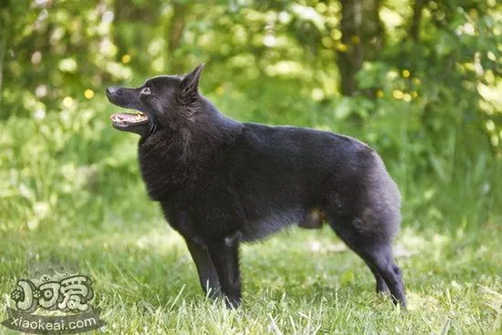 西帕基犬什么时候开始训练好 西帕基犬最佳训练时间介绍1