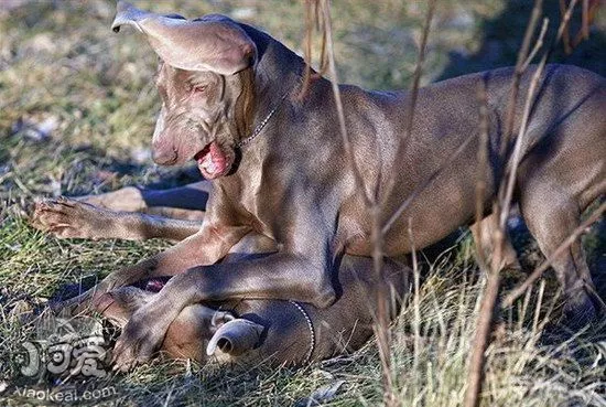 威玛猎犬发烧怎么治疗 威玛猎犬发烧处理方法1