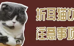 折耳猫饮食注意事项