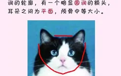 猫发腮前后对比 所有的猫都会发腮吗