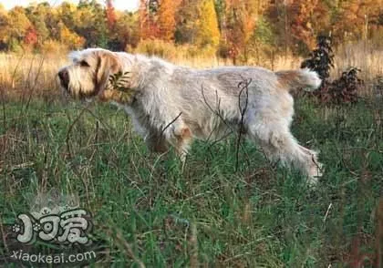 史毕诺犬不能吃什么 史毕诺犬禁忌食物介绍