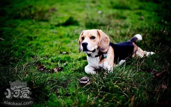 比格犬角膜炎怎么治疗 米格鲁猎兔犬角膜炎治疗方法1