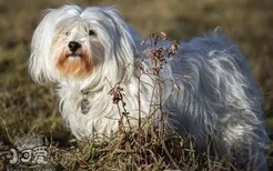 哈瓦那犬患皮肤病怎么治 哈瓦那犬皮肤病治疗方法