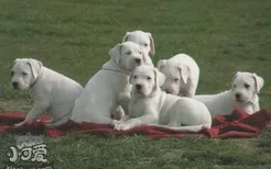 杜高犬吃什么狗粮好 杜高犬幼犬狗粮选择推荐