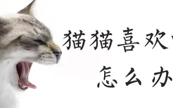 猫猫喜欢咬人怎么办