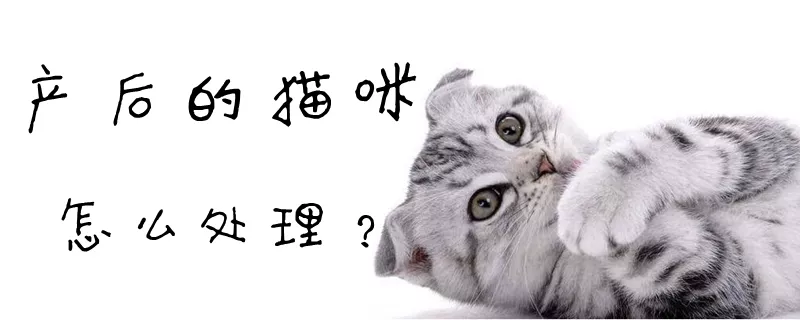 产后的猫咪怎么处理