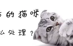 产后的猫咪怎么处理