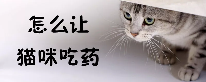 怎么让猫咪吃药