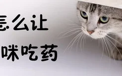 怎么让猫咪吃药