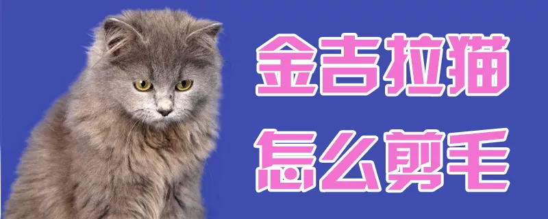 金吉拉猫怎么剪毛