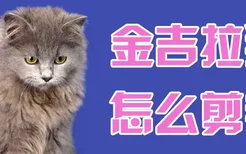 金吉拉猫怎么剪毛