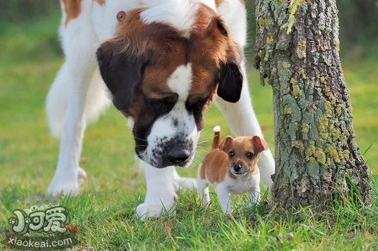 圣伯纳幼犬怎么断奶 圣伯纳幼犬断奶方法1