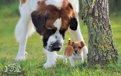 圣伯纳幼犬怎么断奶 圣伯纳幼犬断奶方法