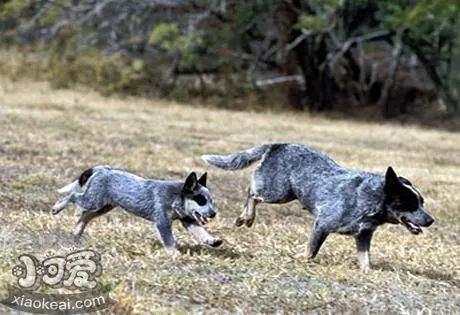 澳洲牧牛犬性格如何 澳大利亚牧牛犬性格介绍