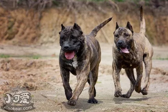 加纳利犬不能吃什么东西 西班牙加纳利犬不能吃食物大全1