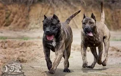 加纳利犬不能吃什么东西 西班牙加纳利犬不能吃食物大全