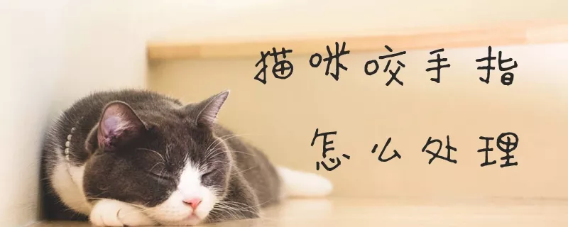 猫咪咬手指怎么处理